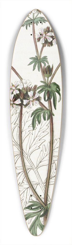 Sydenham Edwards - Dusky Horkelia 39.3 inch art pintail longboard deck