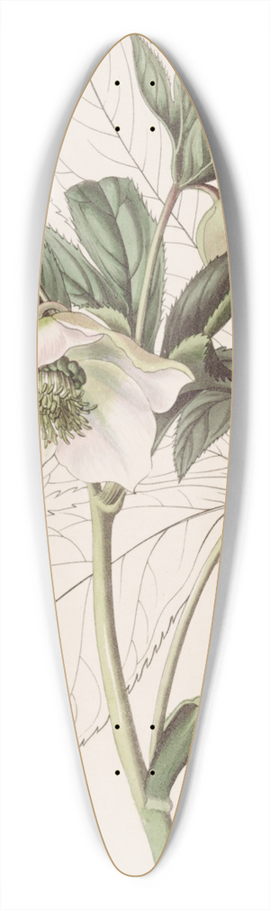 Sydenham Edwards - Eastern Hellebore 39.3 inch art pintail longboard deck