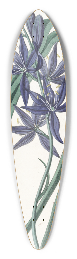 Sydenham Edwards - Eatable Quamash 39.3 inch art pintail longboard deck