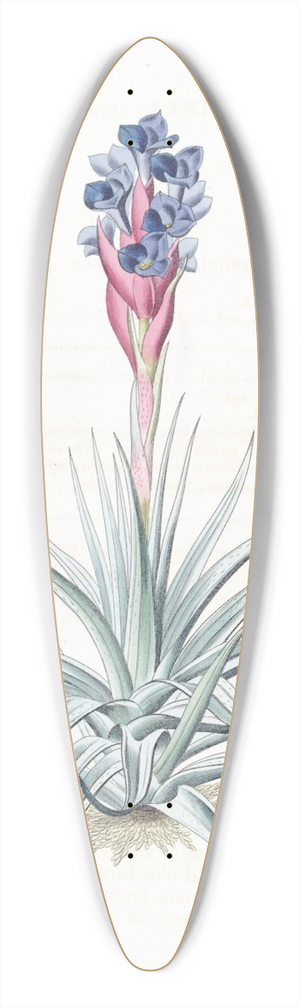 Sydenham Edwards - Erect Tillandsia 39.3 inch art pintail longboard deck