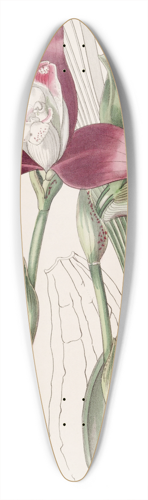 Sydenham Edwards - Even-flowered Lycaste 39.3 inch art pintail longboard deck