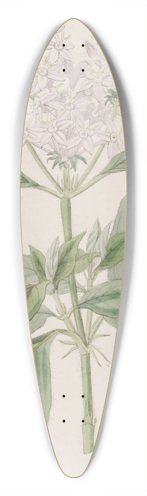 Sydenham Edwards - Flesh-coloured Pentas 39.3 inch art pintail longboard deck