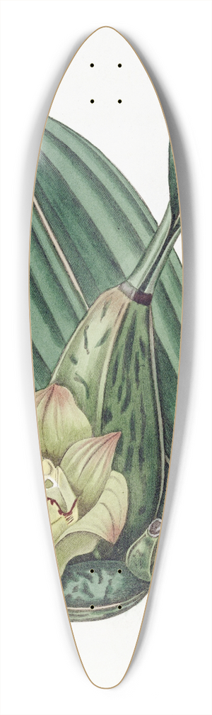 Sydenham Edwards - Four-cornered Maxillaria 39.3 inch art pintail longboard deck