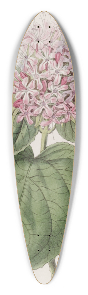 Sydenham Edwards - Fragrant Clerodendron 39.3 inch art pintail longboard deck