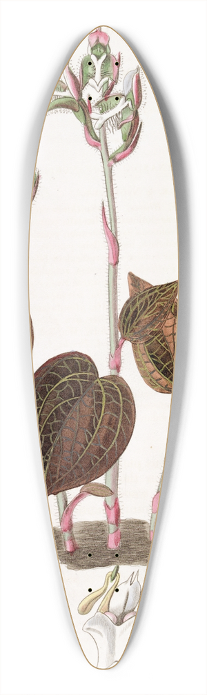 Sydenham Edwards - Fringed Anaectochilus 39.3 inch art pintail longboard deck