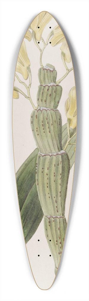 Sydenham Edwards - Furrowed Dendrobium 39.3 inch art pintail longboard deck