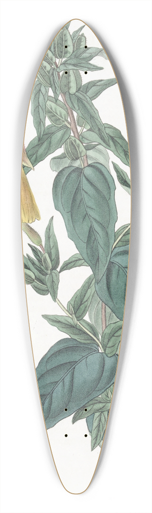 Sydenham Edwards - Glaucous Oenothera 39.3 inch art pintail longboard deck