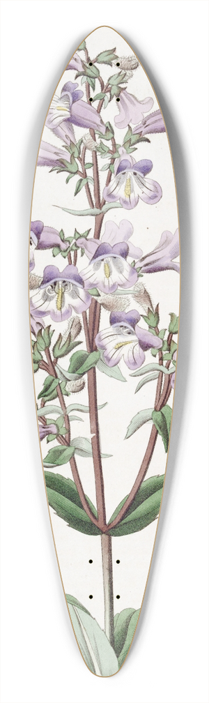 Sydenham Edwards - Glaucous Pentstemon 39.3 inch art pintail longboard deck