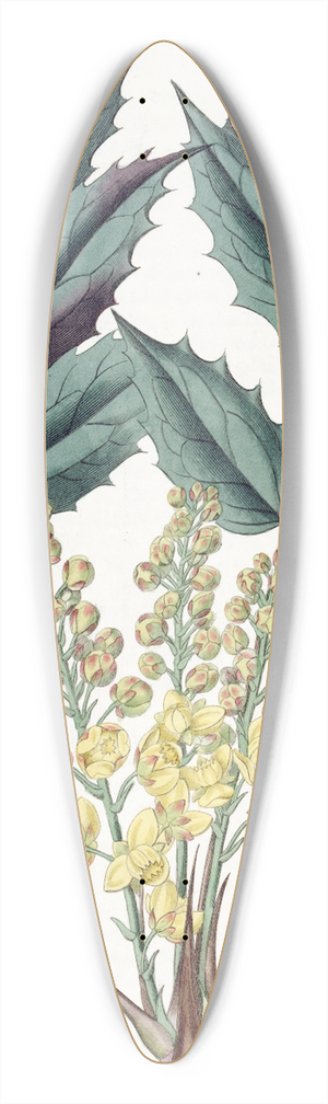 Sydenham Edwards - Glumaceous Berberry 39.3 inch art pintail longboard deck