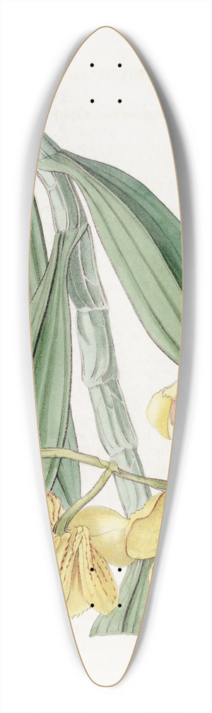 Sydenham Edwards - Golden-flowered Dendrobium 39.3 inch art pintail longboard deck