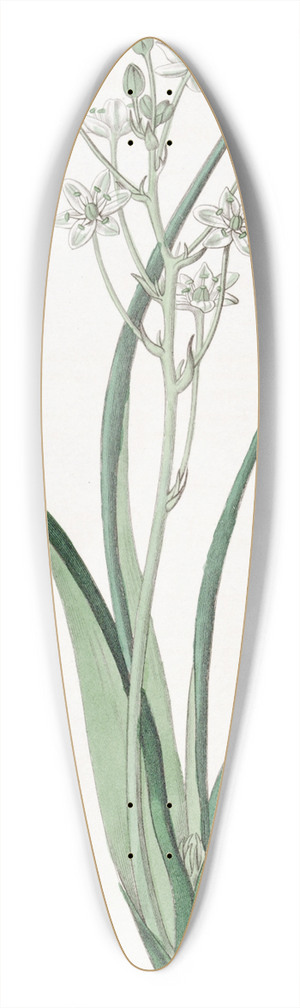 Sydenham Edwards - Green and White Ornithogalum 39.3 inch art pintail longboard deck