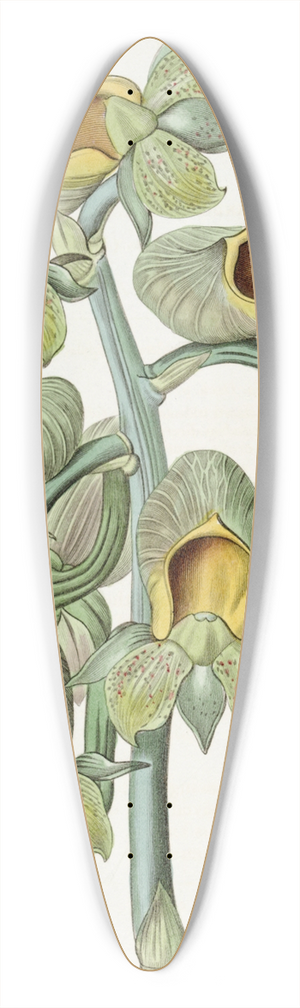 Sydenham Edwards - Green-flowered Cowlwort 39.3 inch art pintail longboard deck