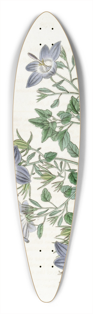 Sydenham Edwards - Hairy-leaved brittle bell-flower 39.3 inch art pintail longboard deck