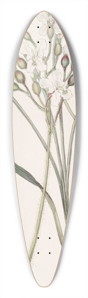Sydenham Edwards - Hairy Stylewort 39.3 inch art pintail longboard deck