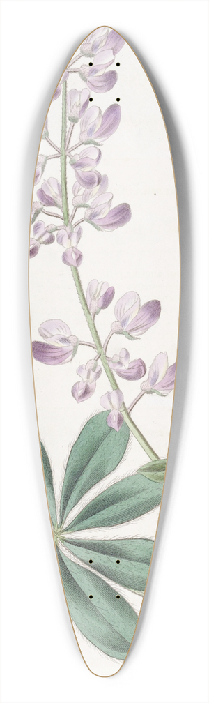 Sydenham Edwards - Half-shrubby Lupine 39.3 inch art pintail longboard deck