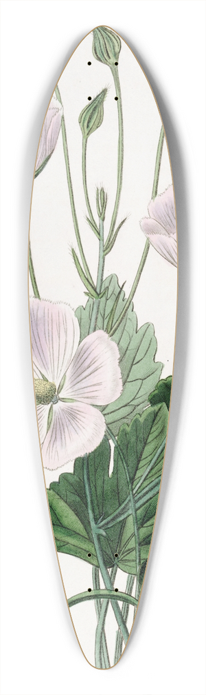 Sydenham Edwards - Heart-leaved Nuttallia 39.3 inch art pintail longboard deck