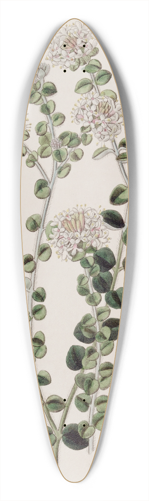 Sydenham Edwards - Hoary Pimela 39.3 inch art pintail longboard deck