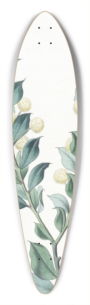 Sydenham Edwards - Hooked-leaved Acacia 39.3 inch art pintail longboard deck