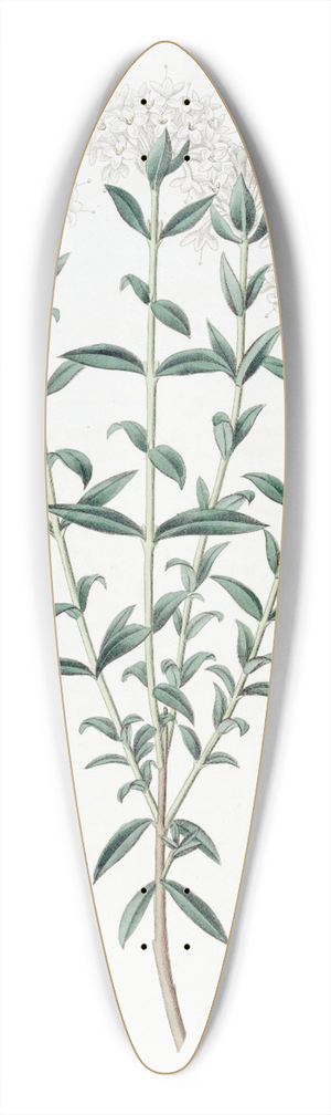 Sydenham Edwards - Intermediate Pimelea 39.3 inch art pintail longboard deck