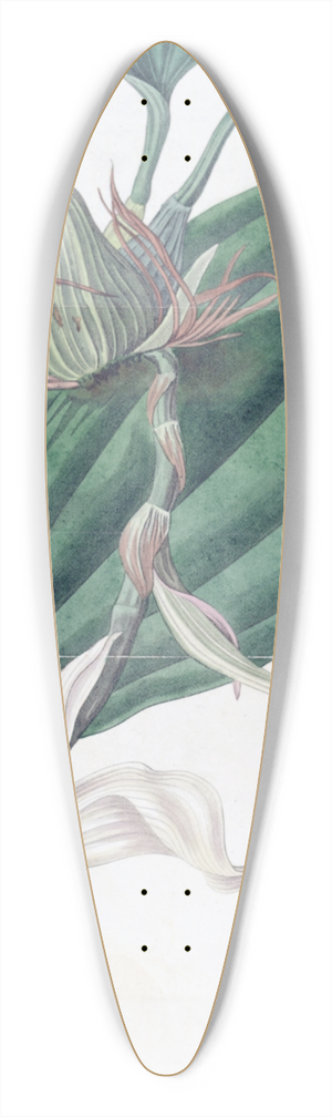 Sydenham Edwards - Ivory-lipped Stanhopea 39.3 inch art pintail longboard deck