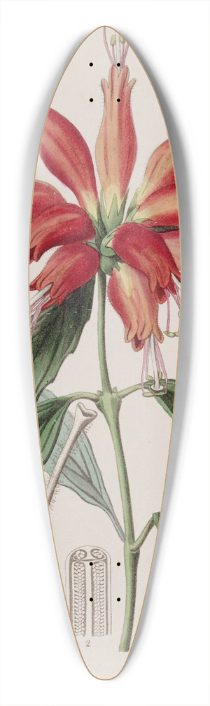 Sydenham Edwards - Large-flowered Blushwort 39.3 inch art pintail longboard deck