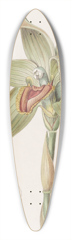 Sydenham Edwards - Large-flowered Lycaste 39.3 inch art pintail longboard deck