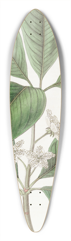 Sydenham Edwards - Large-leaved Tristania 39.3 inch art pintail longboard deck