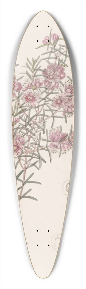 Sydenham Edwards - Larger Peach Myrtle 39.3 inch art pintail longboard deck
