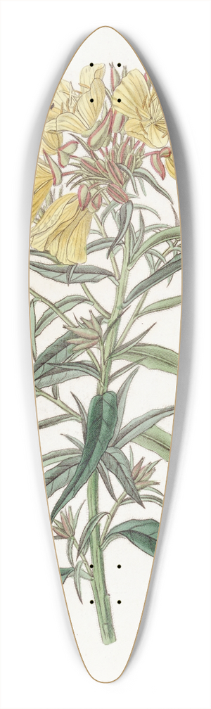 Sydenham Edwards - Late-flowering Evening Primrose 39.3 inch art pintail longboard deck