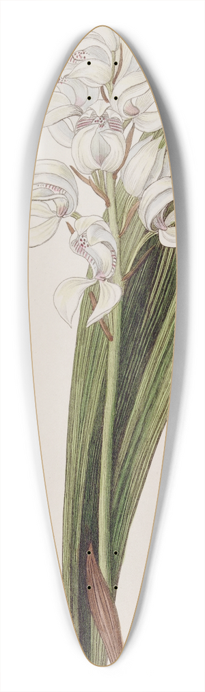 Sydenham Edwards - Lily-flowered Govenia 39.3 inch art pintail longboard deck