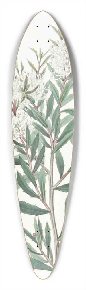 Sydenham Edwards - Linear-leaved Hakea 39.3 inch art pintail longboard deck