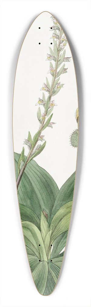 Sydenham Edwards - Long-bracted Ladys Traces 39.3 inch art pintail longboard deck