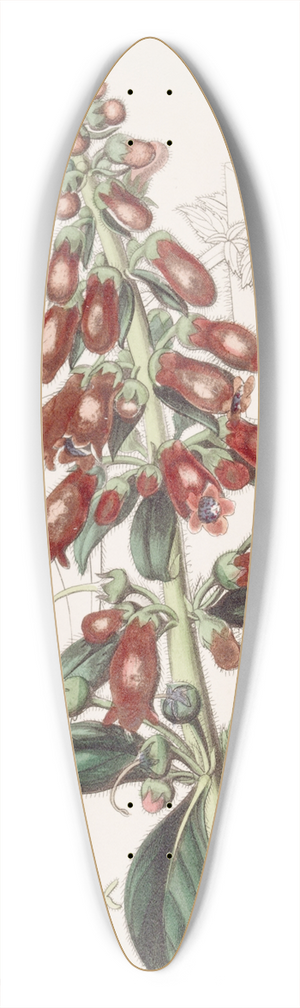 Sydenham Edwards - Long-leaved Gesnera 39.3 inch art pintail longboard deck
