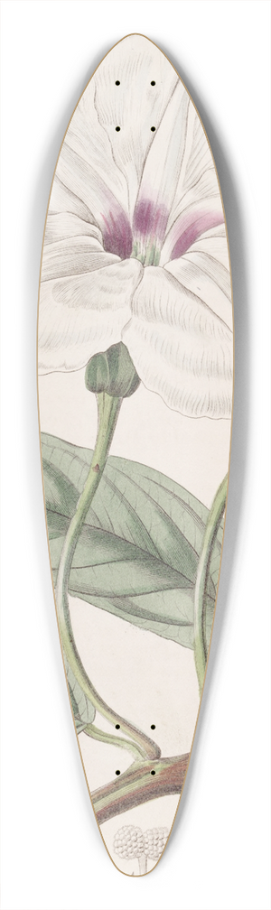 Sydenham Edwards - Long-leaved Ipomaea 39.3 inch art pintail longboard deck