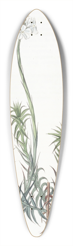 Sydenham Edwards - Long-leaved Sphenotoma 39.3 inch art pintail longboard deck