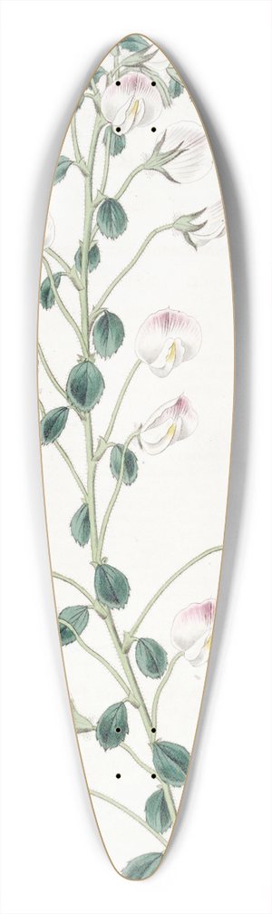 Sydenham Edwards - Long-stalked Rest Harrow 39.3 inch art pintail longboard deck