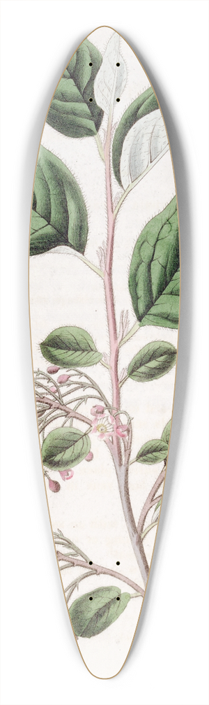 Sydenham Edwards - Loose-clustered Cotoneaster 39.3 inch art pintail longboard deck