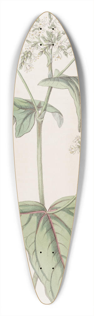 Sydenham Edwards - Loose-flowered Buckwheat 39.3 inch art pintail longboard deck