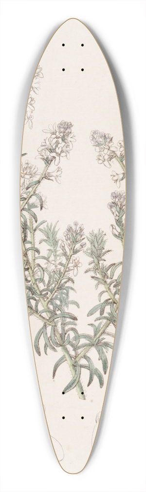 Sydenham Edwards - Loose-flowered Selago 39.3 inch art pintail longboard deck