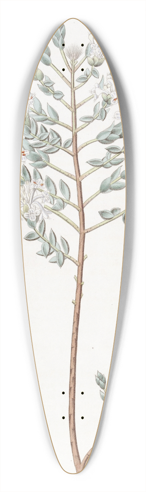 Sydenham Edwards - Lowly Pimelea 39.3 inch art pintail longboard deck