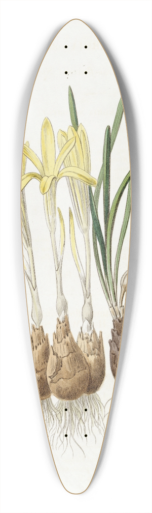 Sydenham Edwards - Meadow Saffron-flowered Sternbergia 39.3 inch art pintail longboard deck