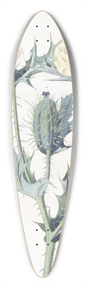 Sydenham Edwards - Mexican Argemone 39.3 inch art pintail longboard deck