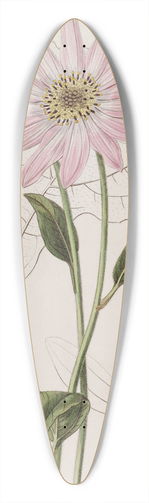 Sydenham Edwards - Mr. Dicksons Echinacea 39.3 inch art pintail longboard deck
