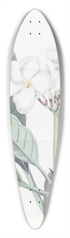 Sydenham Edwards - Mr. Lamberts Plumeria 39.3 inch art pintail longboard deck