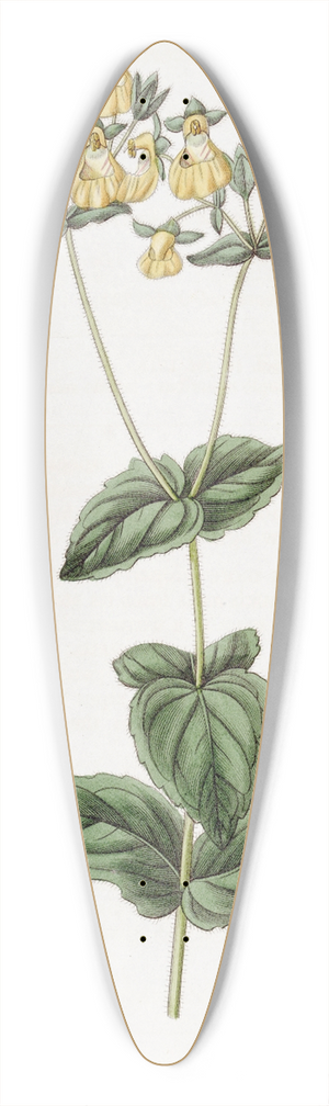 Sydenham Edwards - Mr. W. Herberts Calceolaria  Small-flowered variety 39.3 inch art pintail longboard deck
