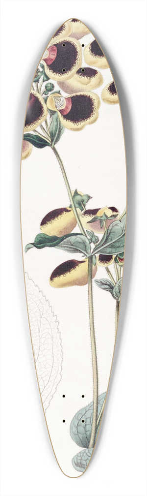 Sydenham Edwards - Mr. Youngs Calceolaria 39.3 inch art pintail longboard deck