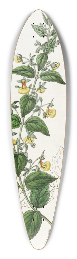 Sydenham Edwards - Narrow-flowered Calceolaria 39.3 inch art pintail longboard deck