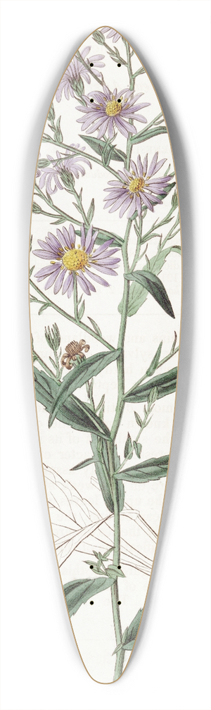 Sydenham Edwards - Neat Aster 39.3 inch art pintail longboard deck