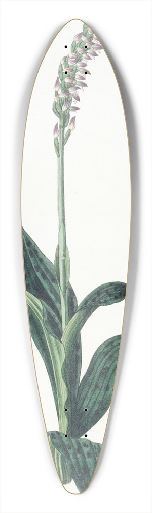 Sydenham Edwards - One-sided Aceras 39.3 inch art pintail longboard deck