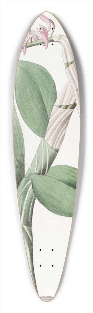 Sydenham Edwards - One-sided Dendrobium 39.3 inch art pintail longboard deck
